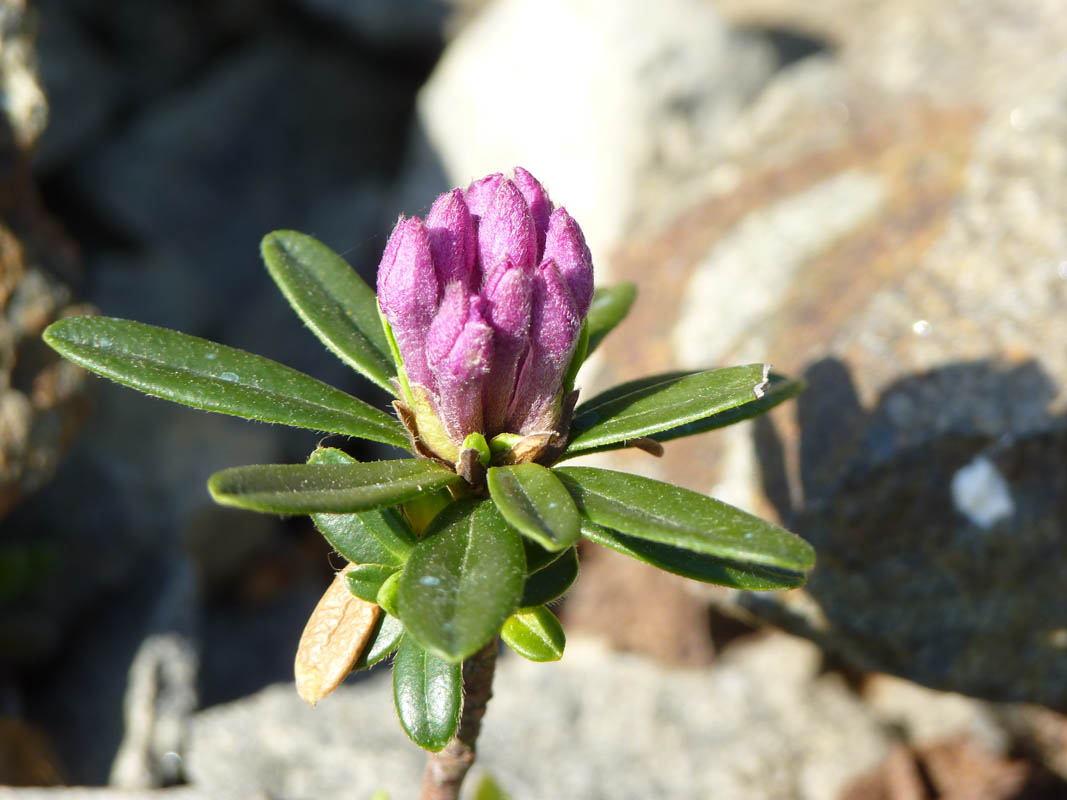 Daphne arbuscula